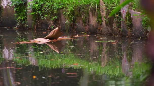 ブラジル リオの植物園の静的なショット 鳥は飛び降りて魚を水から引き上げる 木々と浮遊丸太が水に見える — ストック動画