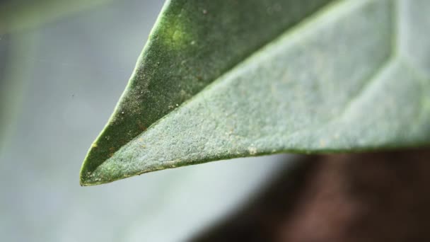 Pan Close Van Een Groene Blad Tijuca Nationaal Park Alto — Stockvideo