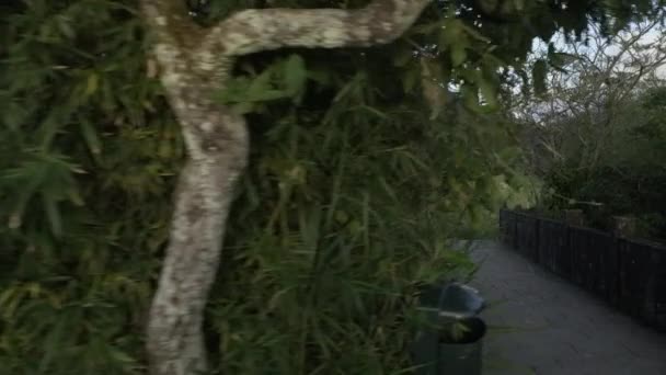 Dolly Shot Ciudad Río Janeiro Desde Una Distancia Que Pavimenta — Vídeos de Stock