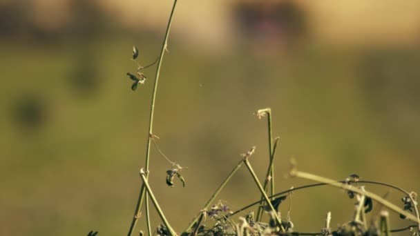 用拖拉机收集干草和农民收集干草的焦心拍摄 拍摄从干草的特写开始 然后转移到远处拖拉机上的农民的镜头 — 图库视频影像