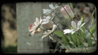 Arka plan İtalyan mezar taşları ile çiçek dolu bir atış. Vintage stilize video klip.