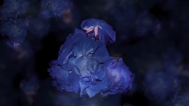 Time Lapse Violet Roses Darkness Suddenly Blooms Grouping Red Ones — Stock Video