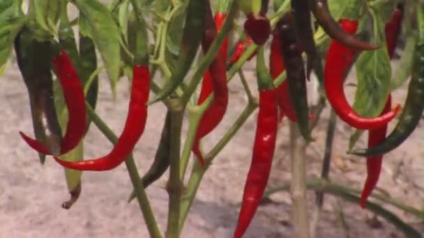 Royalty Free Stock Footage Chili Pepper Plant Ready Harvest Africa — Stock Video