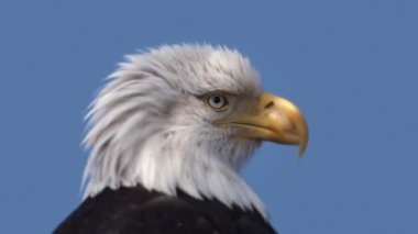 Bir portre, bir Amerikan kel kartal arkada bir mavi gökyüzü ile kısmi güneş ışığı altında baş.