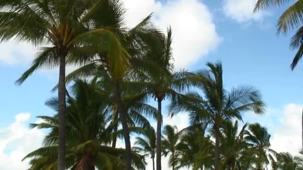 Skupina Palm Stromy Houpat Větru Modrou Oblohou Nad Mraky — Stock video