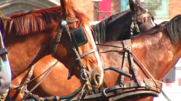 Tyglade Hästar Står Redo Med Skygglappar Brygge Belgium — Stockvideo