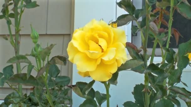 Идеальная Желтая Роза Джентльменской Розе Среди Ветвей Бутонов Перед Жилым — стоковое видео