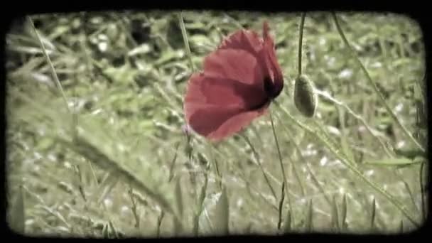 Shot Uma Flor Vermelha Itália Vintage Clipe Vídeo Estilizado — Vídeo de Stock