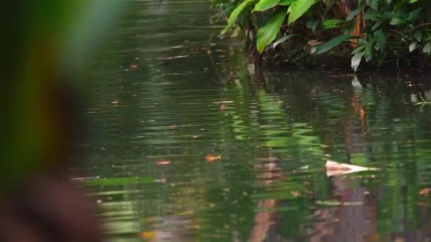 在植物园中用树叶和植被拍摄的水 树叶和反射是可见的 巴西里约 — 图库视频影像