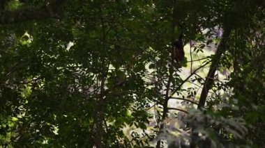 Ağır çekim pan aşağı içinde belgili tanımlık geçmiş güneş ışığı ile benekli yoğun bir orman bitki örtüsü ve ağaç dallarında tırmanma Capuchin maymun.