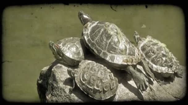 Vier Schildpadden Twee Met Mos Hun Rug Shells Kijk Omhoog — Stockvideo