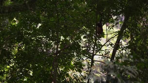 バック グラウンドで日光とまだらになる密なジャングルの葉 木の枝を降りてオマキザルのスローモーション — ストック動画