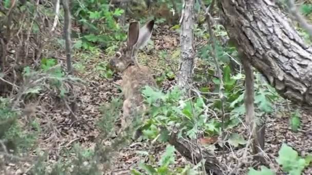 变焦镜头的长耳大野兔在犹他州的森林中 长耳大野兔可以勉强看到因为其棕色的皮毛伪装它而它坐之间的植物和树木 但镜头拉近 你将会注意到它的抽搐 — 图库视频影像