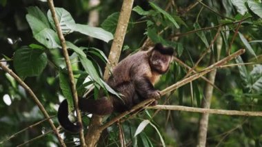 Bir ağaç dalı ikindilerde ileri geri, dilini yapışmasını ise seyir üzerinde oturan bir Capuchin maymunu ağır çekim görüntüleri.