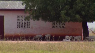 Hayvanlar Afrika bir binanın önünde.