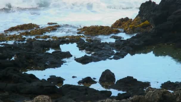 Küçük Dalgalar Üzerinde Yosun Hawaii Adası Sahilinde Küçük Havuzlar Volkanik — Stok video