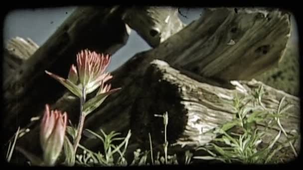 Colpo Basso Angolo Fiore Selvatico Rosso Brillante Primo Piano Vecchi — Video Stock