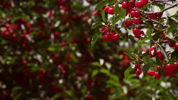 Concentración Estanterías Cerezas Cerezos Video Fue Tomado Durante Día — Vídeo de stock