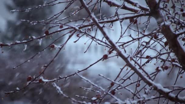 Primer Plano Las Ramas Árbol Durante Una Tormenta Nieve — Vídeos de Stock