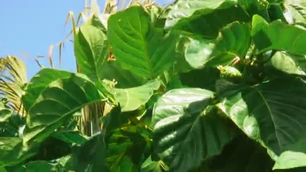 中景的诺丽植物水果在干棕榈与灿烂的阳光下的风中摇曳叶及在背景 — 图库视频影像
