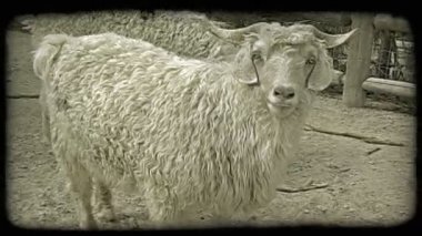 Beyaz dağ keçileri, kalın ve tüylü ve esaret altında boynuzları ile kameraya bakmak için döner. Klasik biçimlendirilmiş video klibi.