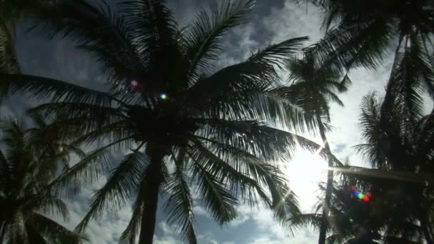 Low Angle Looking Palm Trees Blue Sky — Stock Video