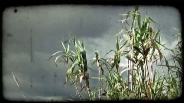 Bir Kadeh Planda Rüzgarda Üfleme Bitkiler Ile Mavi Bir Gökyüzü — Stok video