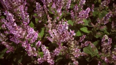 Atış orta fotoğrafını bir kameraya üstten lavanta çiçek olarak başlar, sonra kamerayı yukarı dağlar odaklanmak yatırır..