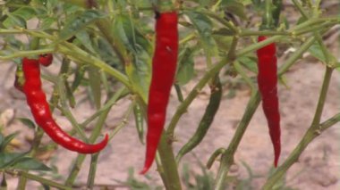 Chili biber bitki üzerinde atış pan yukarı kapatın