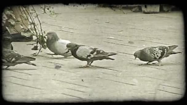Mała Grupa Pidgeons Dziobania Ziemi Wiedniu Starodawny Stylizowane Klip Wideo — Wideo stockowe