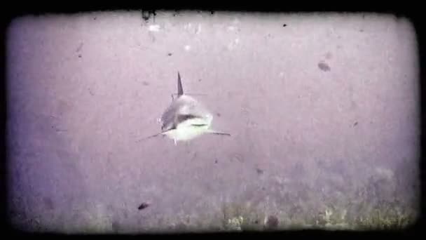Великий Сірий Білий Самотній Акула Плаває Вздовж Дна Природним Рифів — стокове відео
