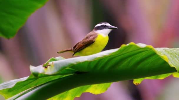 Tiro Pájaro Del Vientre Amarillo Posado Sobre Pétalo Hoja Filmado — Vídeo de stock