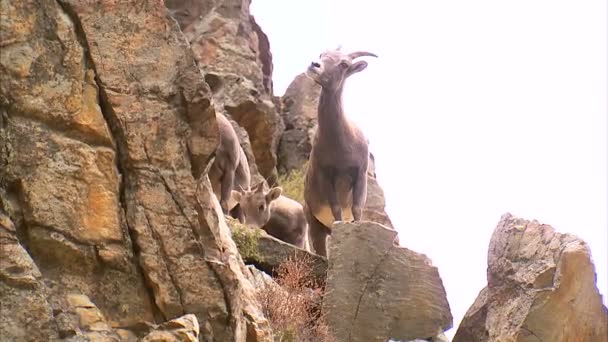 Skupina horských koz šplhání po skalách.