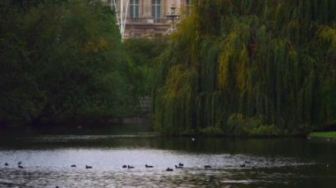 Saint James Park, Londra'da yüzen ördeklerin sabit bir fotoğrafı. Su yüzeyinde yansımalar ve dalgalanmalar ve arka planda ağaçlar vardır..