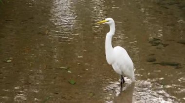 Sudan çekilen beyaz kuş un fotoğrafı. Rio, Brezilya gün boyunca çekildi