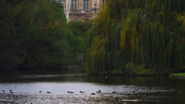 Tiro Estacionario Patos Nadando Saint James Park Londres Hay Reflejos — Vídeos de Stock