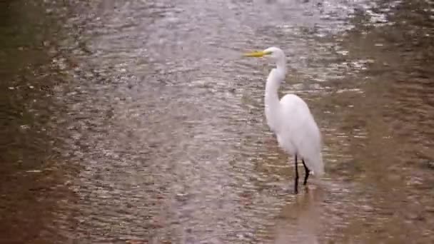 Suda Yürüyen Beyaz Egret Kuşunun Statik Tam Vücut Çekimi Rio — Stok video