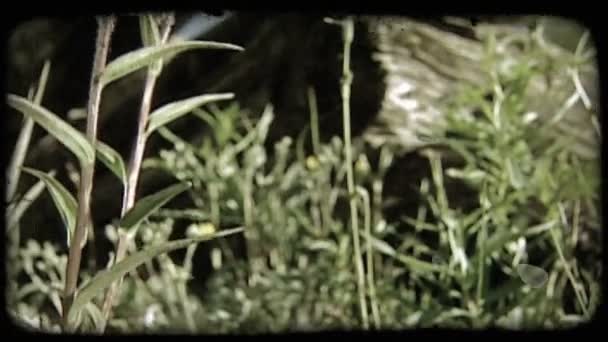 Înclinat Buruieni Flori Sălbatice Colorate Prim Plan Busteni Vechi Stratificați — Videoclip de stoc