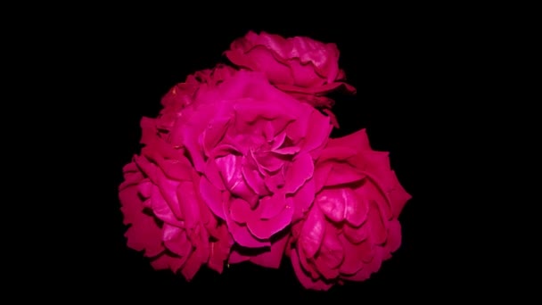 Επιταχύνθηκε Από Ένα Μπουκέτο Κόκκινα Τριαντάφυλλα Ένα Μαύρο Φόντο Που — Αρχείο Βίντεο