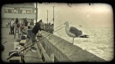 Martı meşgul California balıkçılık iskele Balık tutma ve alacakaranlıkta gökyüzü renklerde zevk arka planda birçok kişi ile terk edilmiş balıkçı direkleri yanındaki yazı üzerine oturur. Vintage stilize video klip.