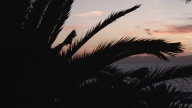 Palmiye ağaçları ve arka planda günbatımı kadar kapatın