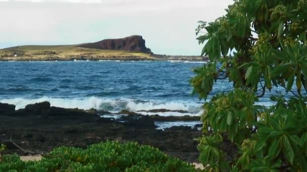 Litoral Hawaiana Con Roca Volcánica Árbol Tropical Primer Plano Con — Vídeos de Stock