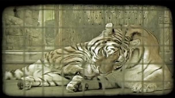Велика Жіноча Бенгальський Тигр Дивиться Своєму Праві Лежачи Зоопарку Клітці — стокове відео