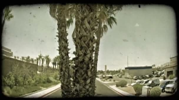 Filmación Inclinando Tronco Palmera Creciendo Una Calle Mediana Edificios Coches — Vídeos de Stock