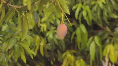 Orta yakın çekim bir ağaç üzerinde rüzgarda üfleme mango ile