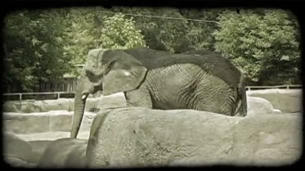 灰色の象はゆっくりと歩き 動物園で捕らえられている間 そのトランクと遊びます 背景に偽の岩の環境と木で ヴィンテージ様式化ビデオクリップ — ストック動画