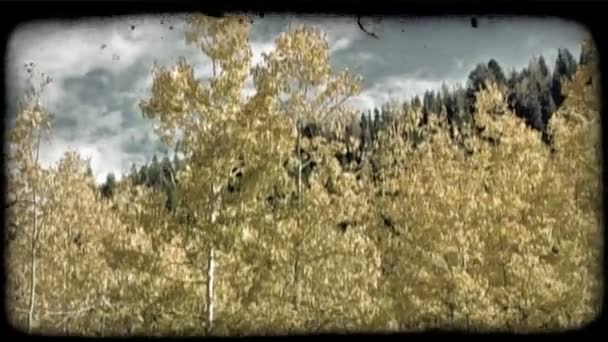 Временной Промежуток Жёлтых Осиновых Деревьев Листья Развеваются Небольшом Ветре Прово — стоковое видео