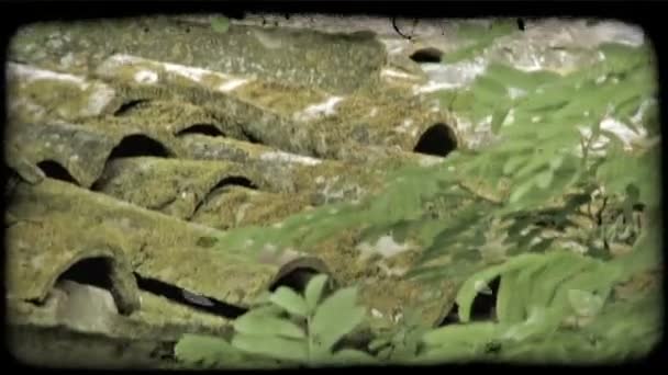 Крупним Планом Знімок Черепиці Даху Покритому Мохом Деревом Передньому Плані — стокове відео