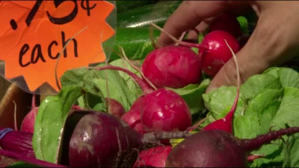 Extreme Close Hand Grabbing Small Bunch Radishes Slow Motion Zucchini — Stock Video