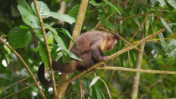 Slow Motion Záběry Kapucínský Opice Sedící Větvi Stromu — Stock video